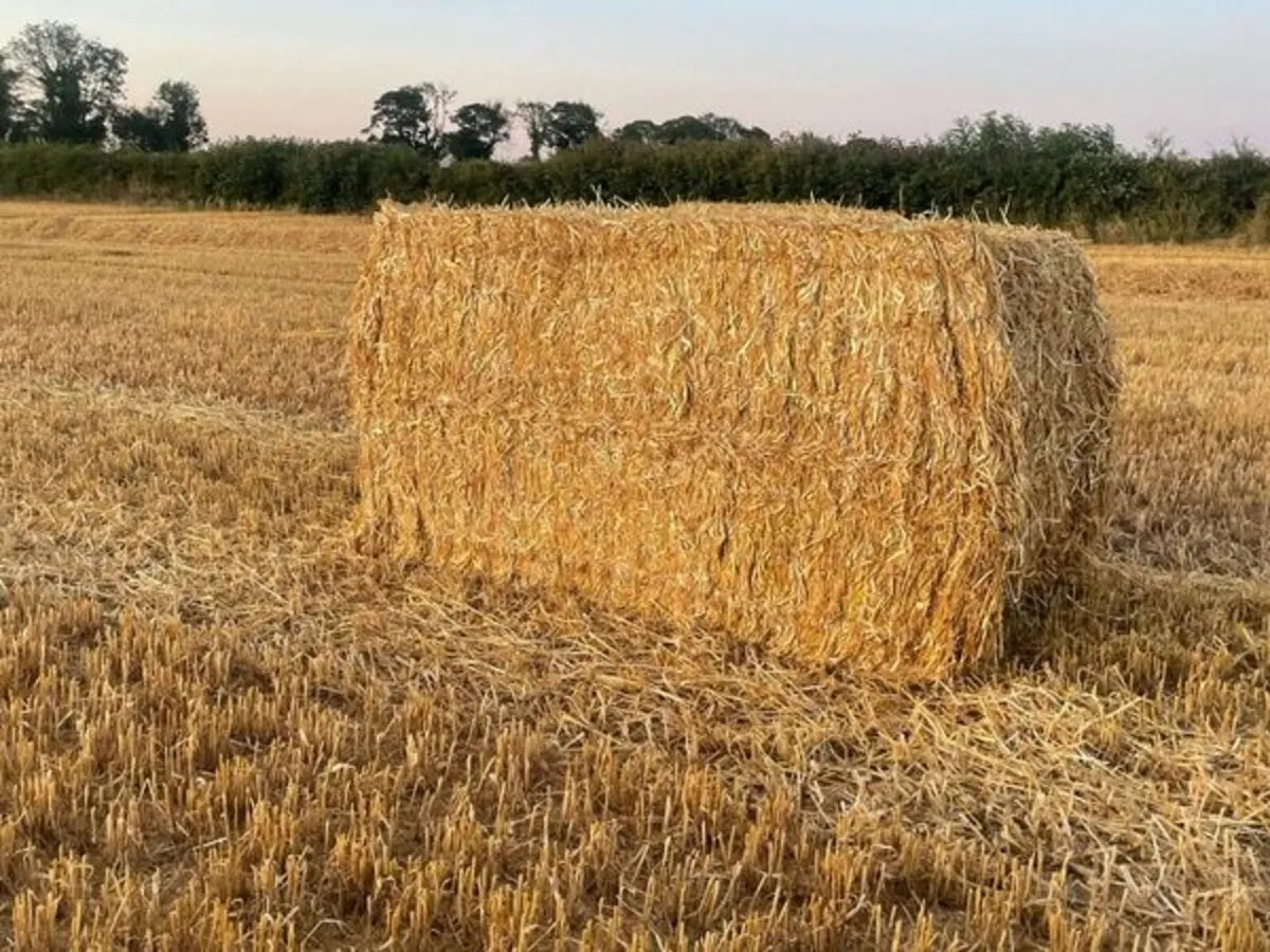 Small and Large Square Barley Straw - Image 3