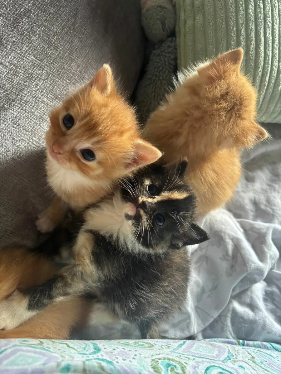 Kittens - Image 3