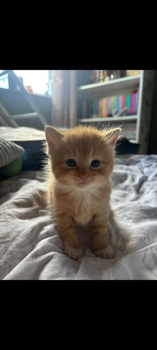 Kittens - Image 4