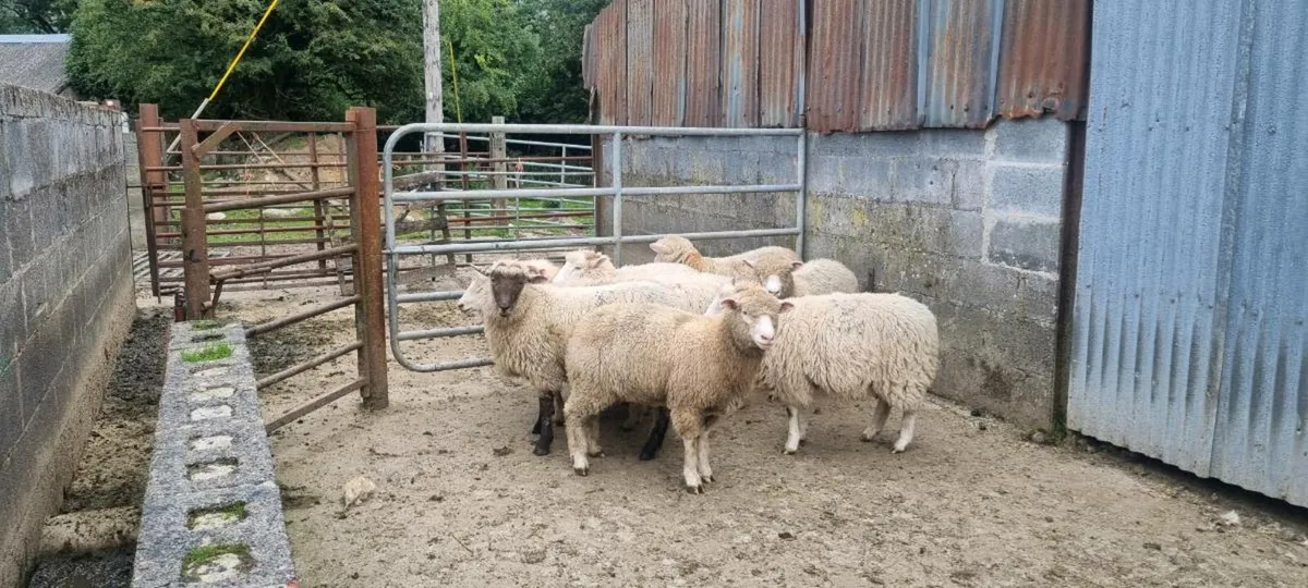 Dorset ewes lambs - Image 1