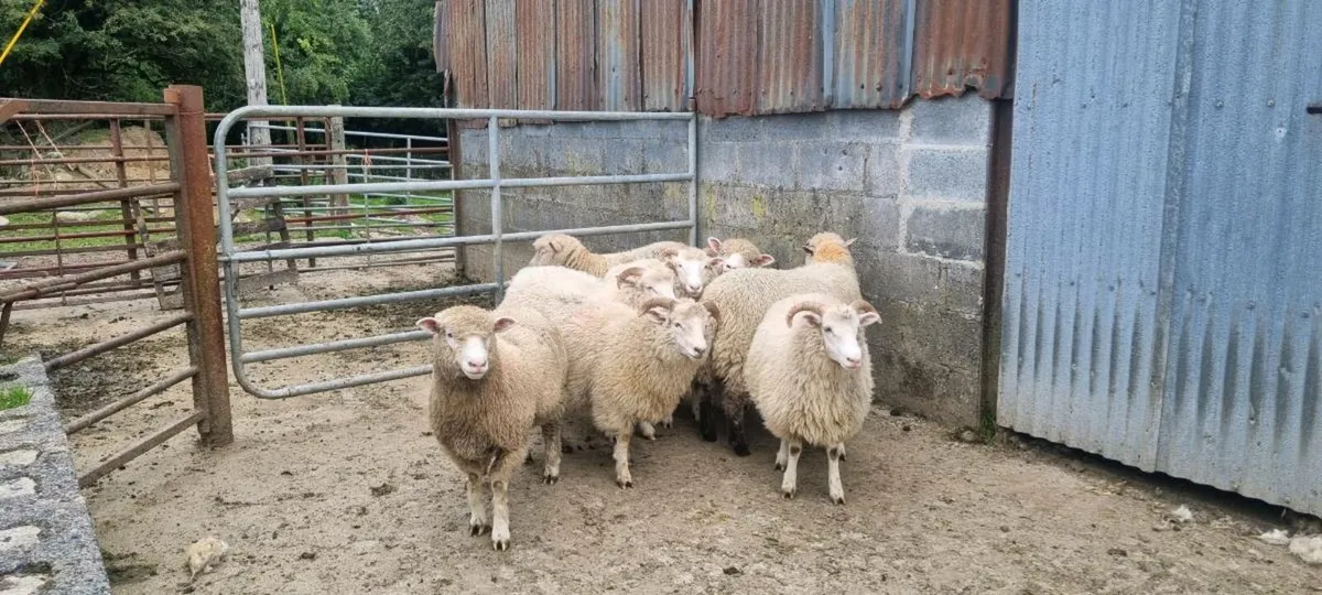 Dorset ewes lambs - Image 2
