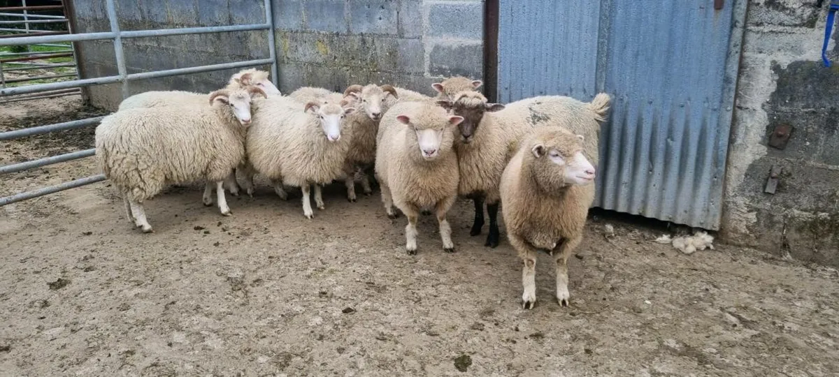 Dorset ewes lambs - Image 3