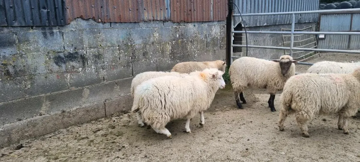 Dorset ewes lambs - Image 4