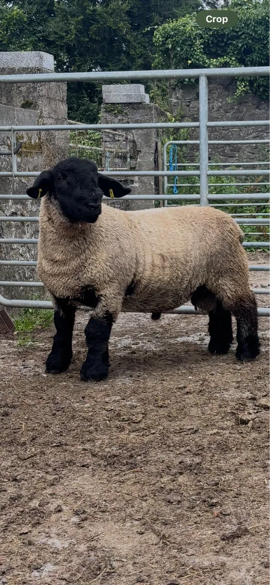 One Suffolk lamb - Image 1
