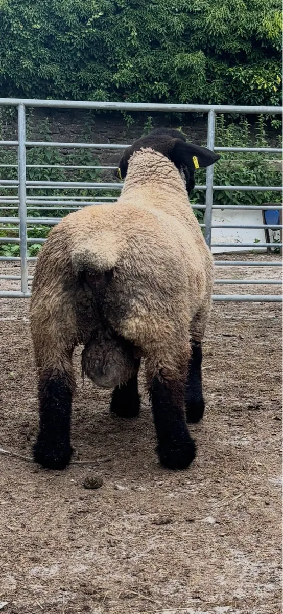 One Suffolk lamb - Image 2