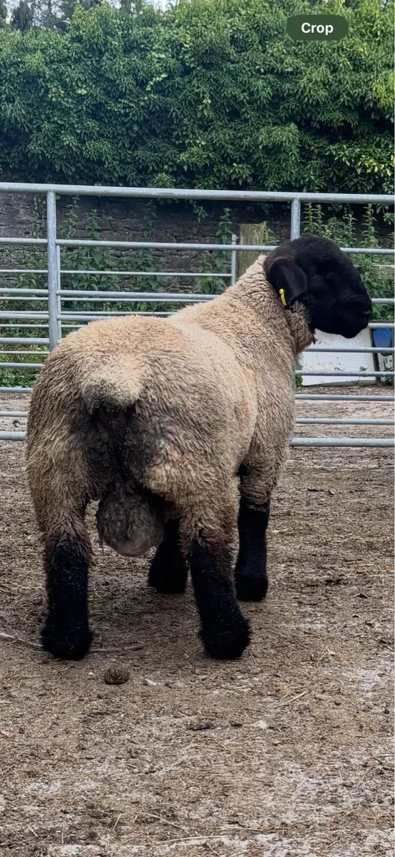 One Suffolk lamb - Image 3