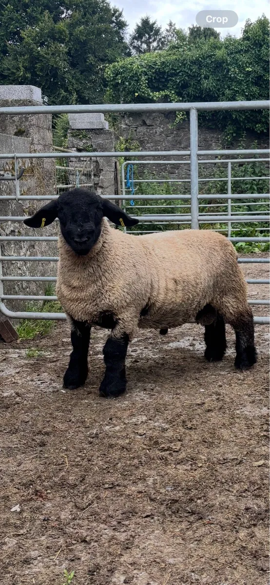 One Suffolk lamb - Image 4