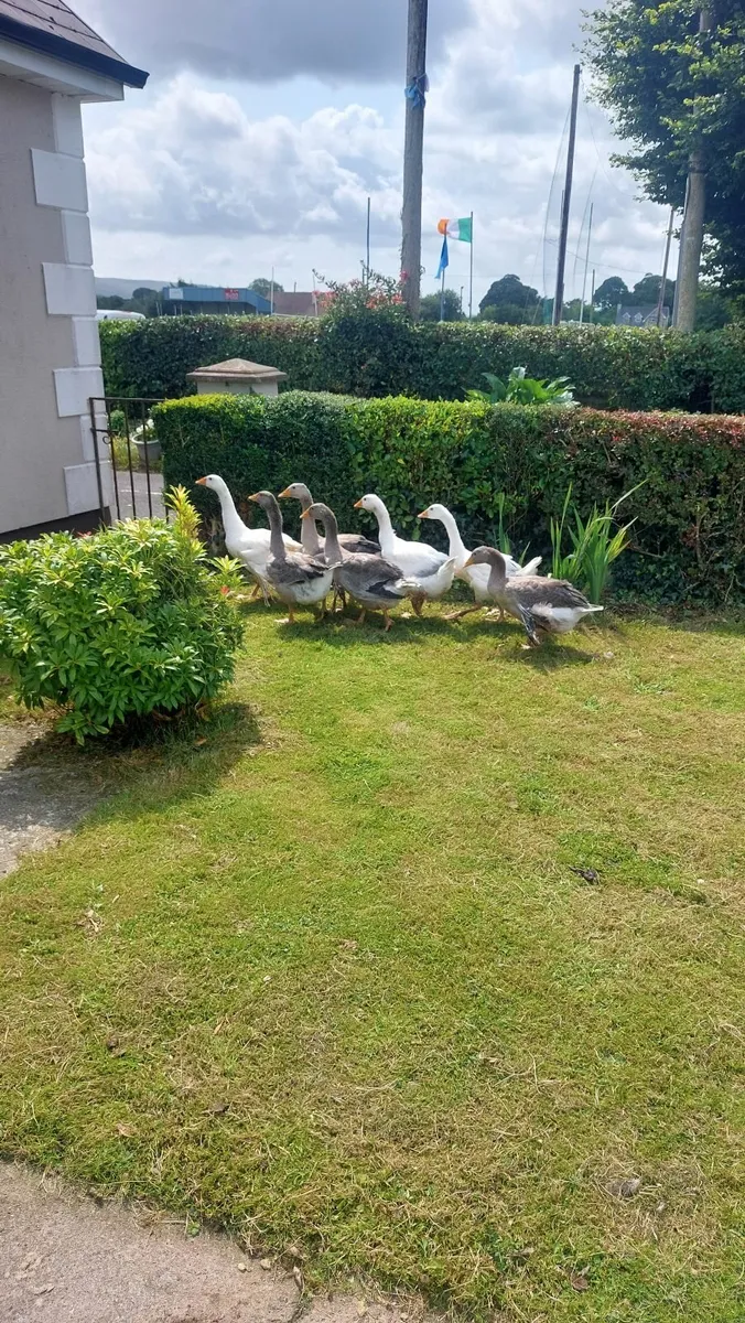 Black Copper Maran pullets and Goslings - Image 3