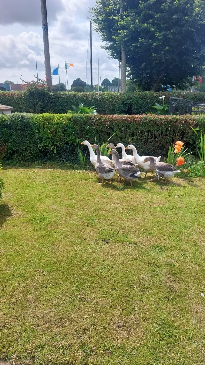 Black Copper Maran pullets and Goslings - Image 4