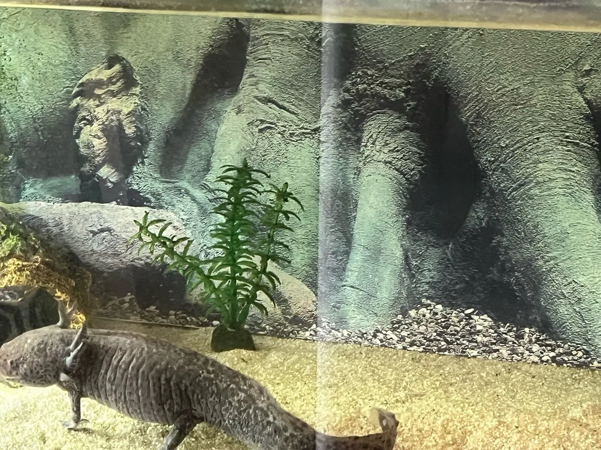 Axolotl - Image 1