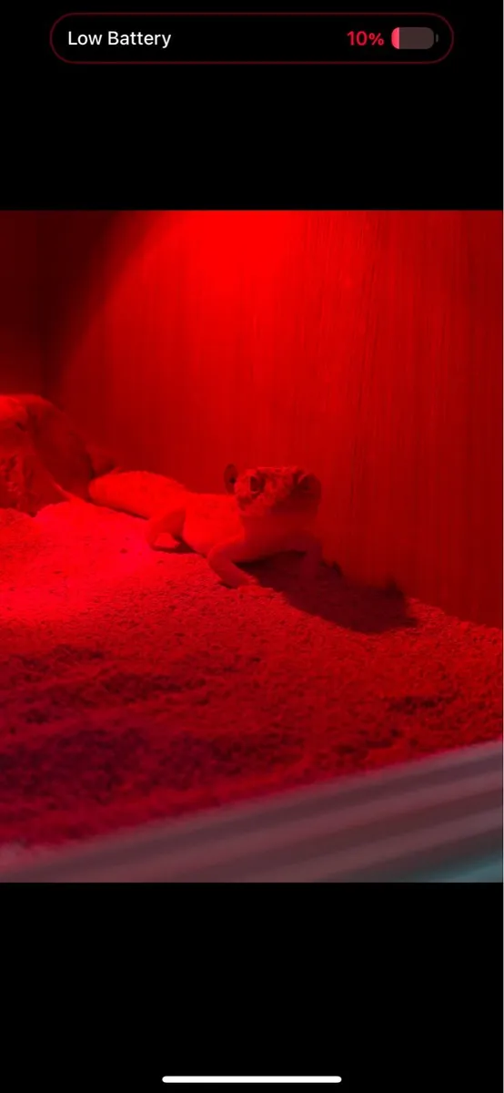 Leopard gecko - Image 2