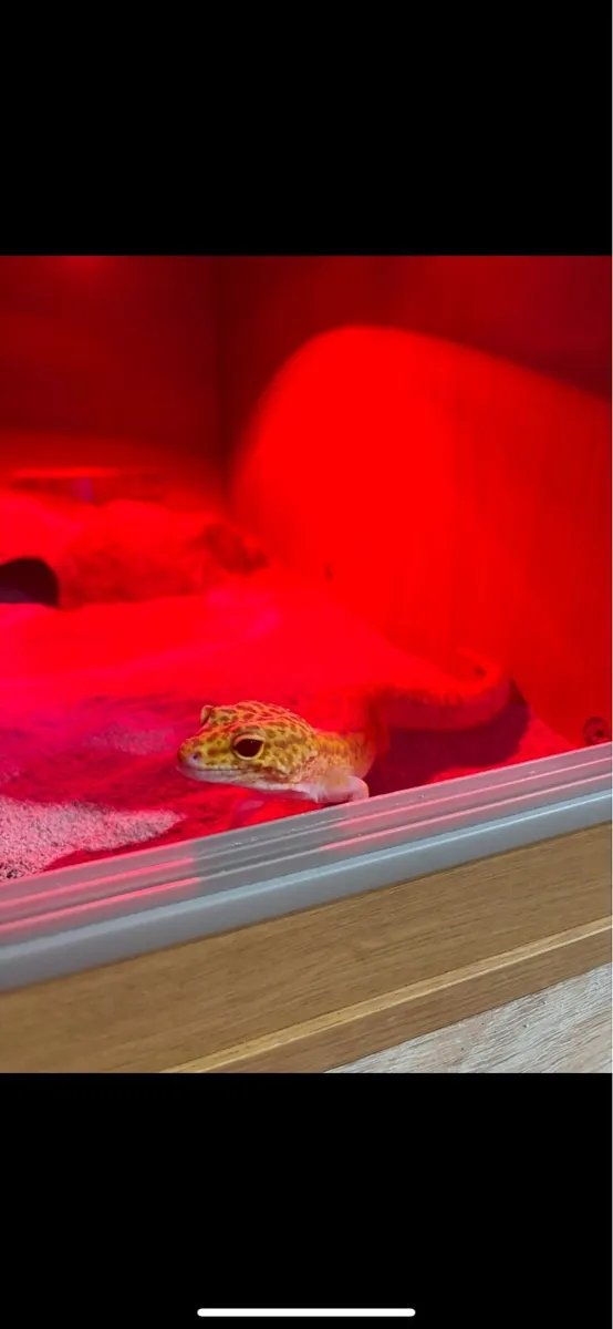 Leopard gecko - Image 3