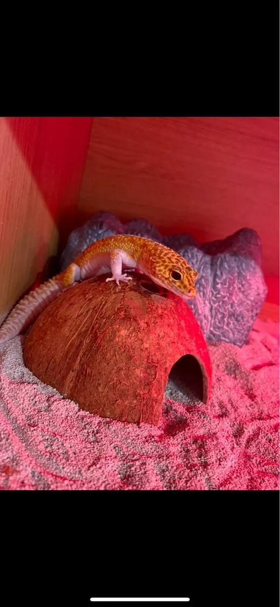Leopard gecko - Image 1