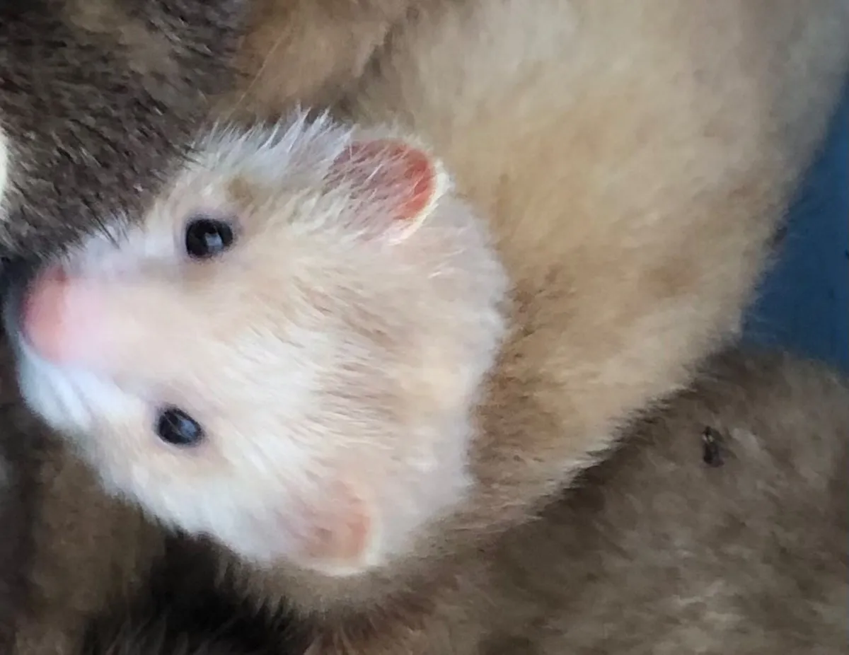 Sandy ferrets - Image 1