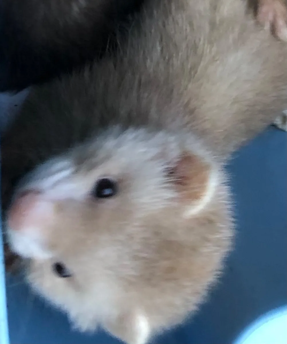 Sandy ferrets - Image 2