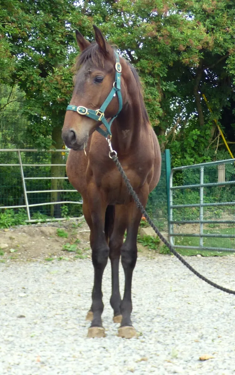 Yearling filly - Image 1