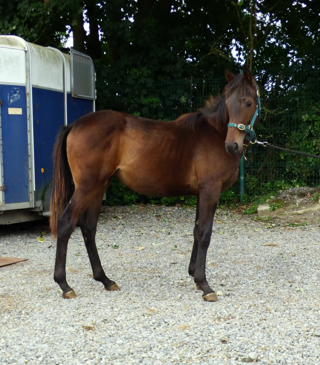 Yearling filly - Image 4