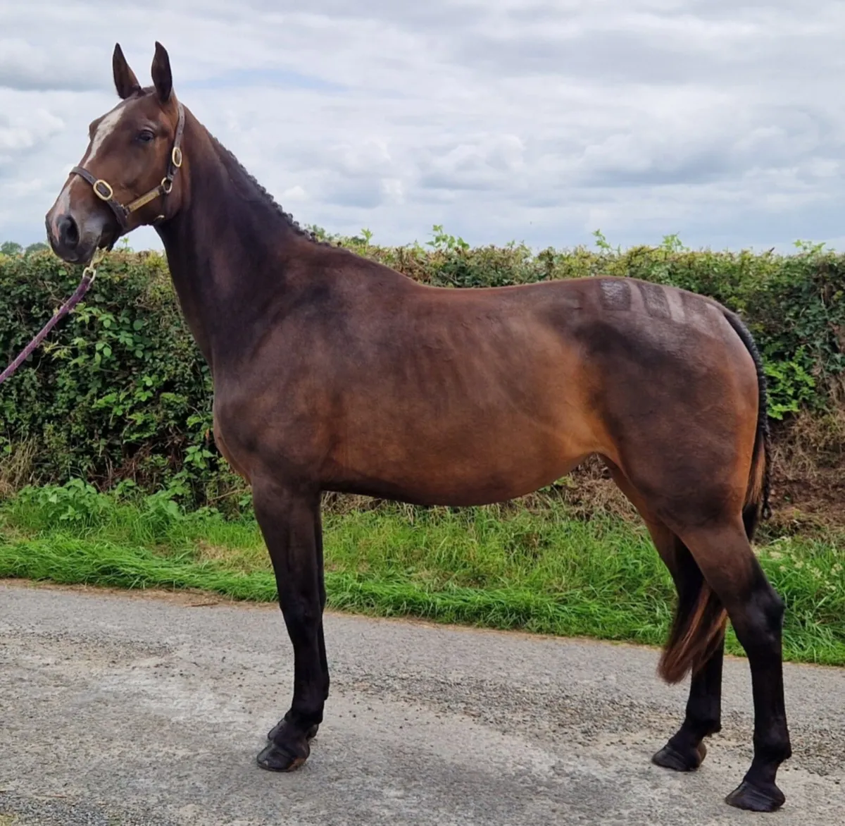 Quality 3yo Filly - Image 2