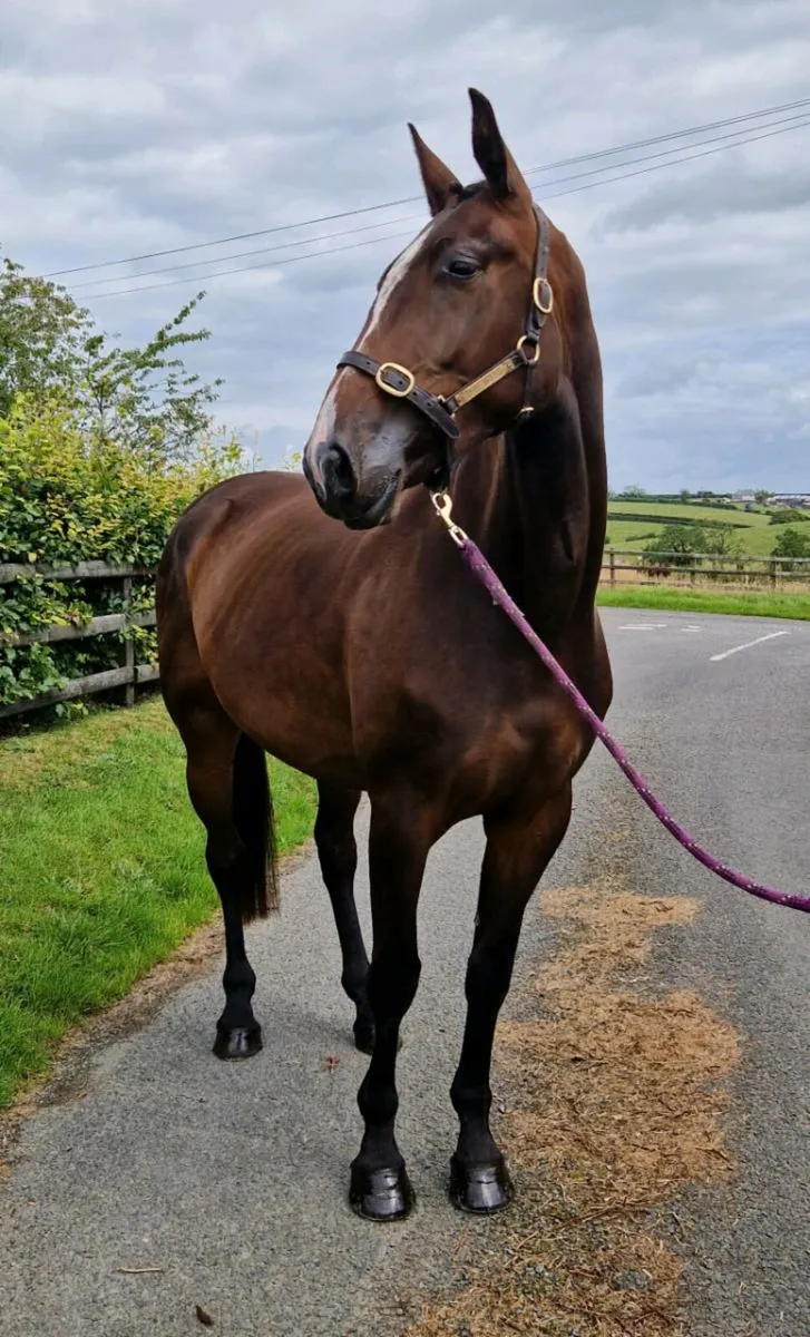 Quality 3yo Filly - Image 3