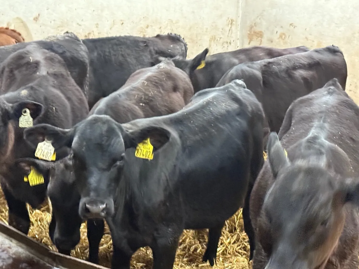 10 SUPER ANGUS & HEREFORD BULLS ( 200 KGS) - Image 1