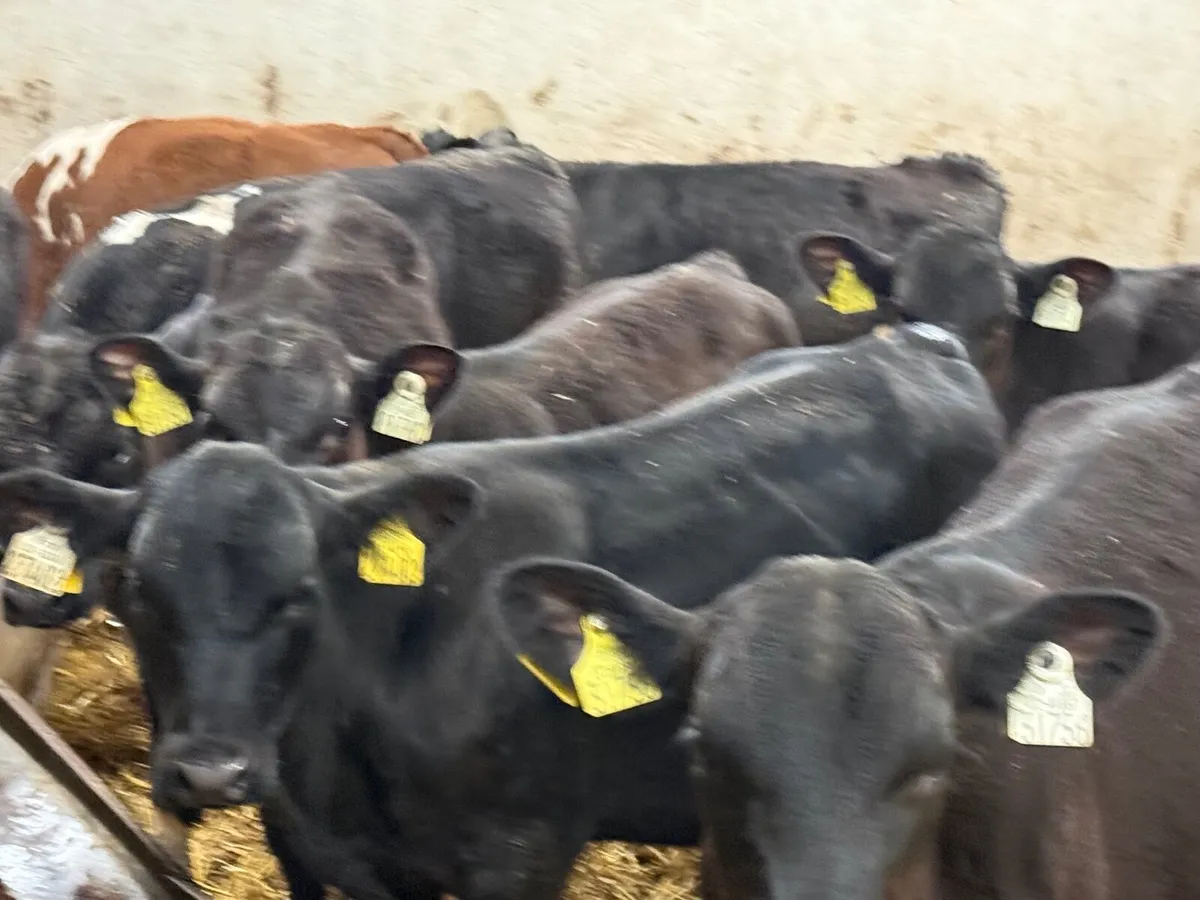 10 SUPER ANGUS & HEREFORD BULLS ( 200 KGS) - Image 2