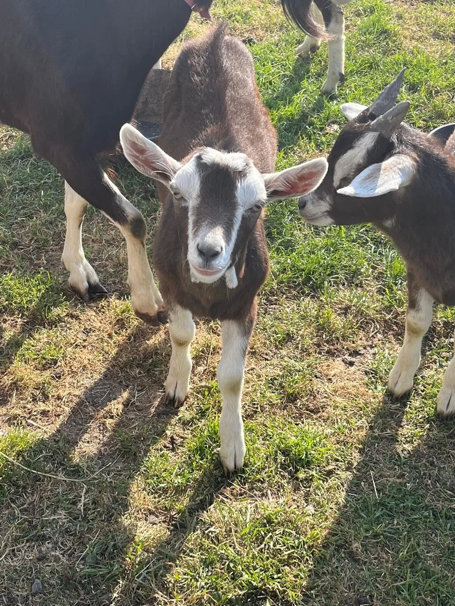 NICE MALE KIDS BILLY BUCK KID GOATS WELL BRED NICE - Image 3