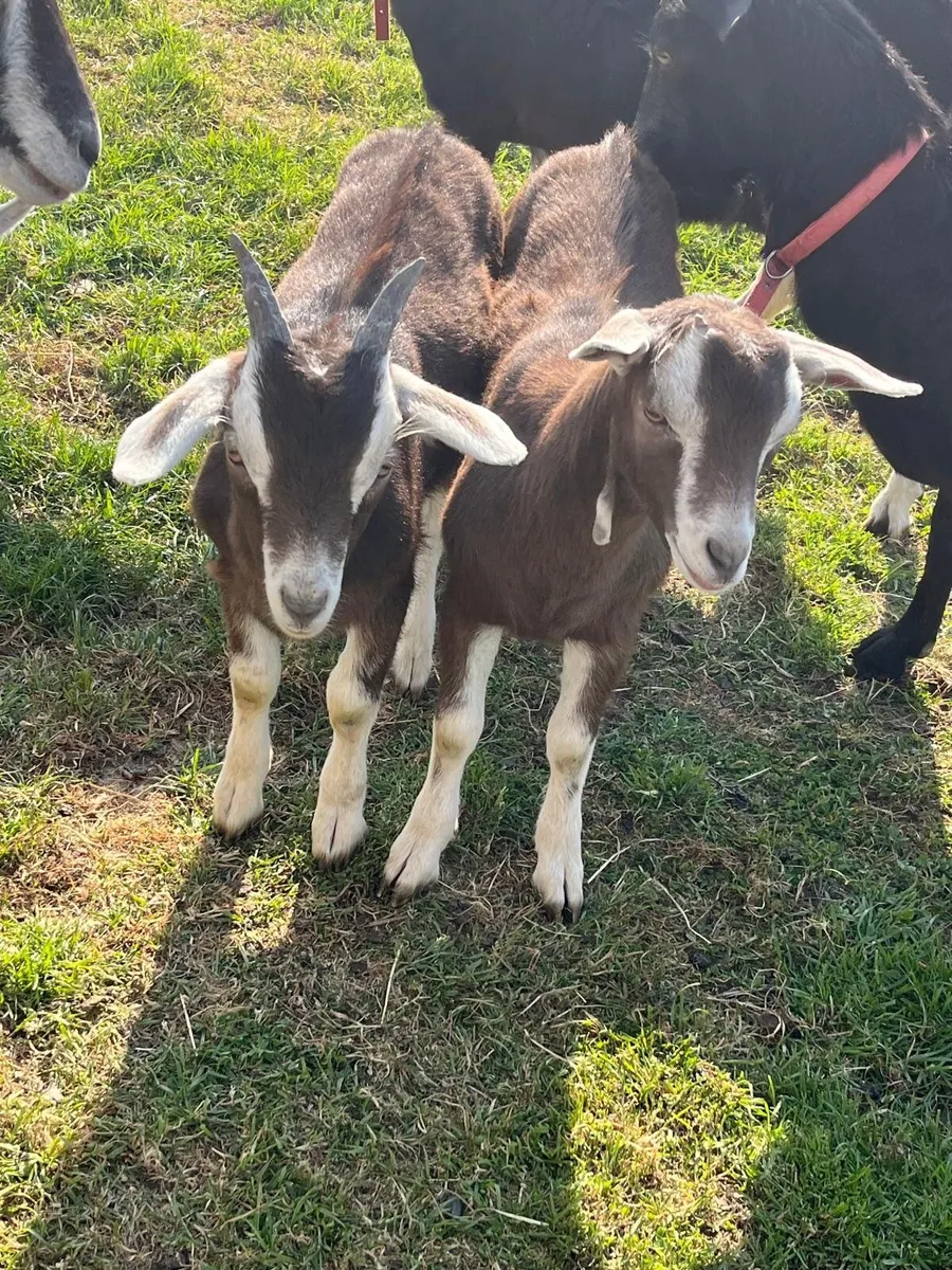 NICE MALE KIDS BILLY BUCK KID GOATS WELL BRED NICE - Image 1