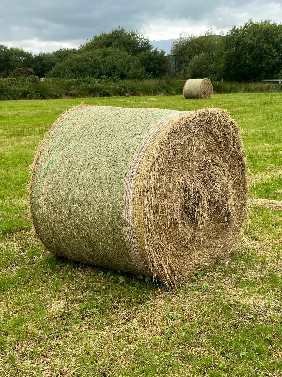 Hay for sale, excellent quality ,Abbeyfeale - Image 1