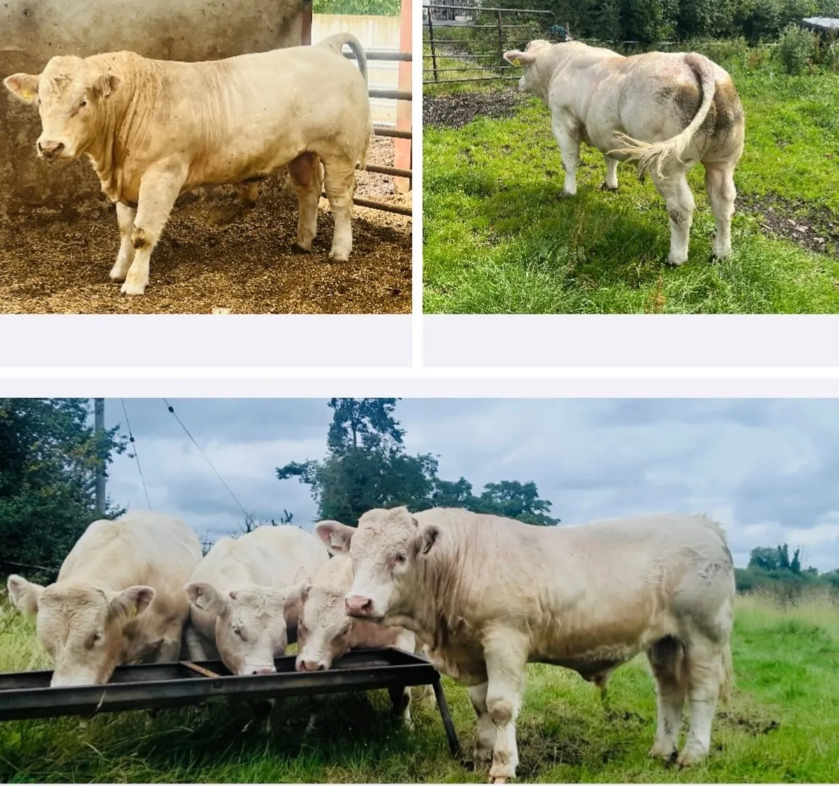 Pedigree Charolais Bulls (Picador Sons x 3) - Image 1