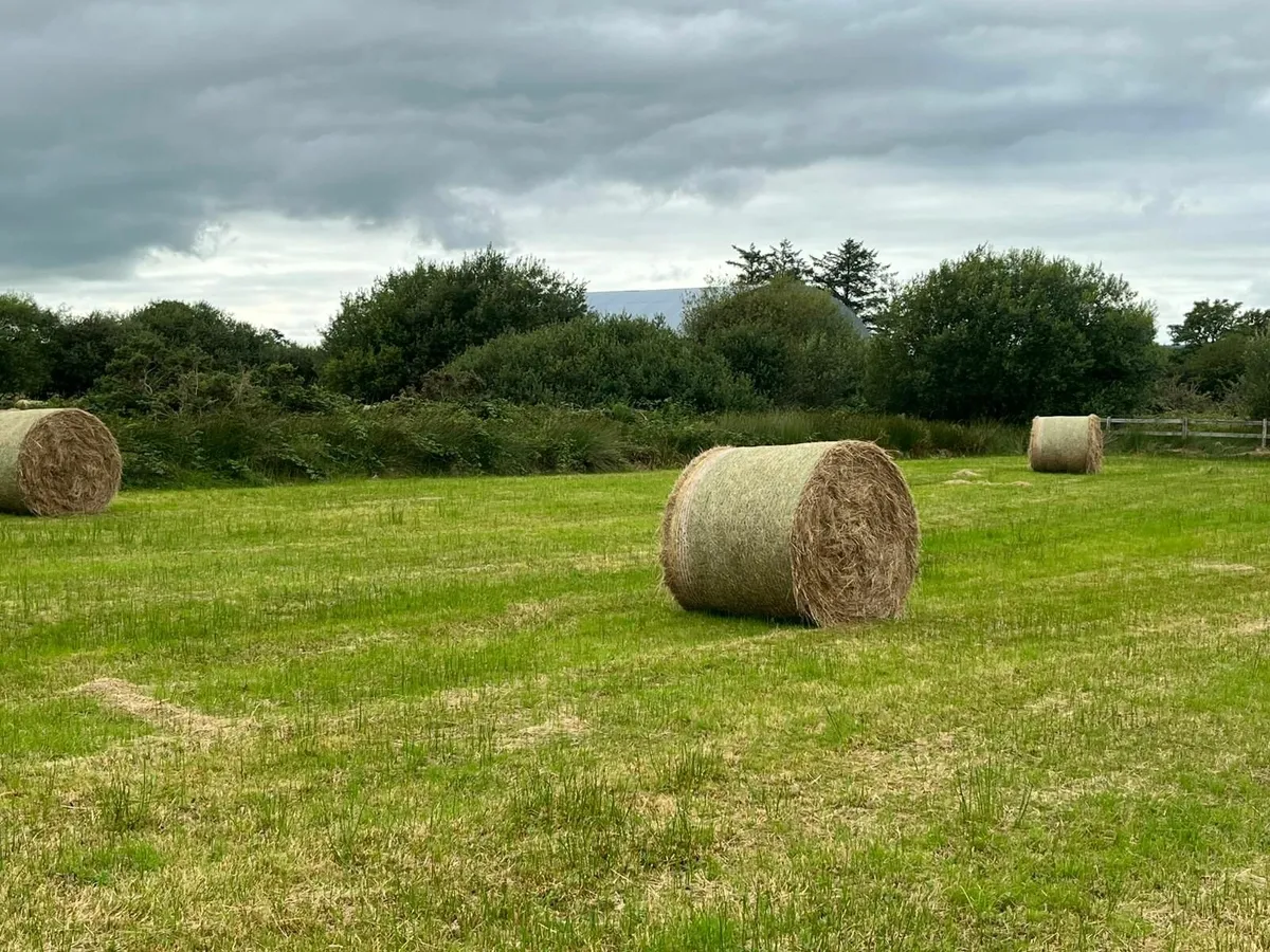 Hay for sale, excellent quality ,Abbeyfeale - Image 2