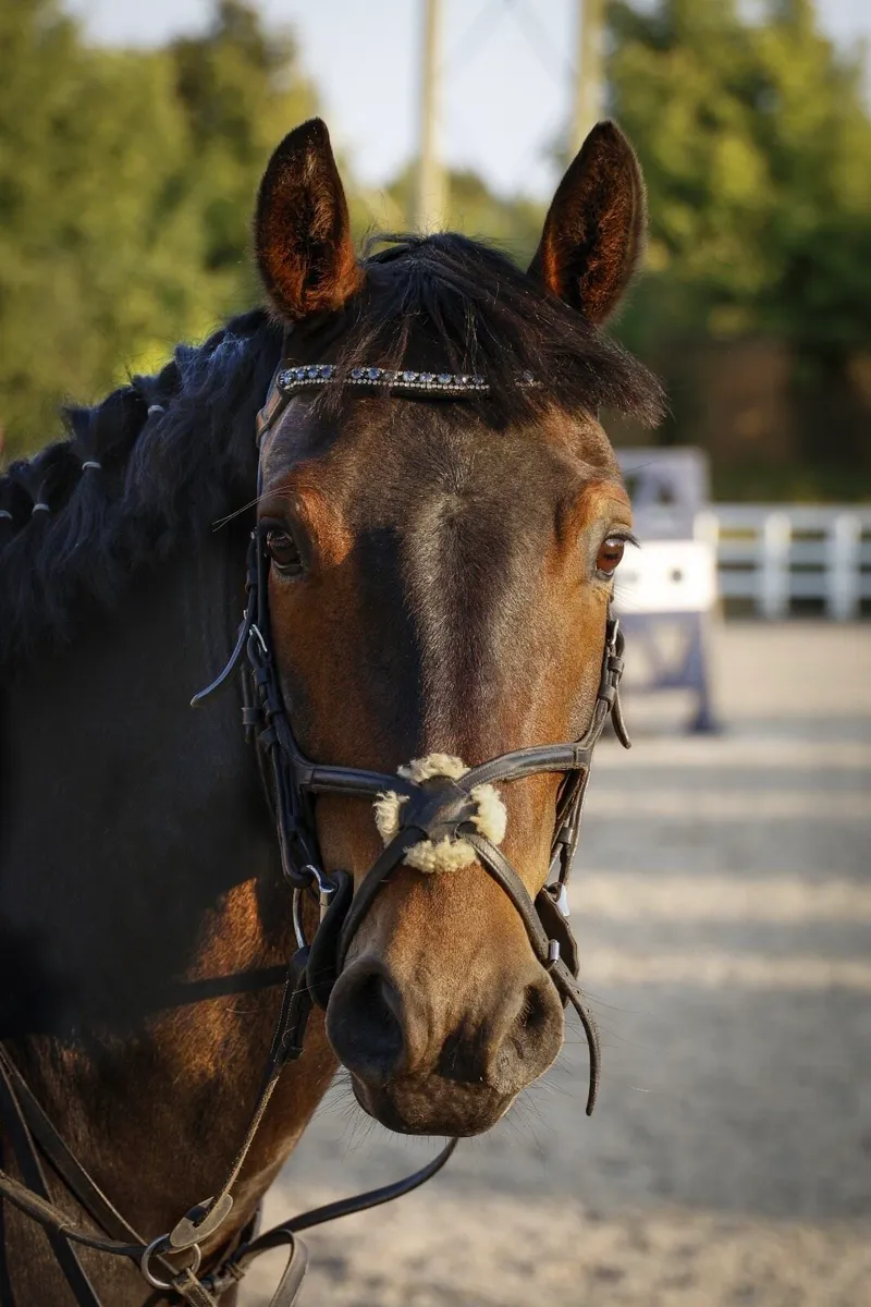 15.2 Connemara Gelding - Image 2