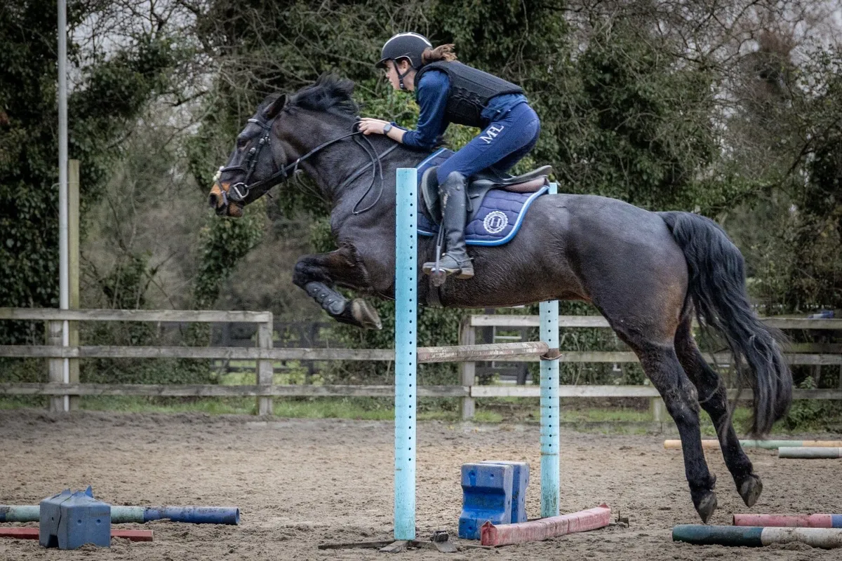15.2 Connemara Gelding - Image 3