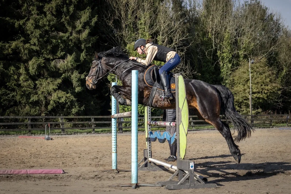 15.2 Connemara Gelding - Image 4