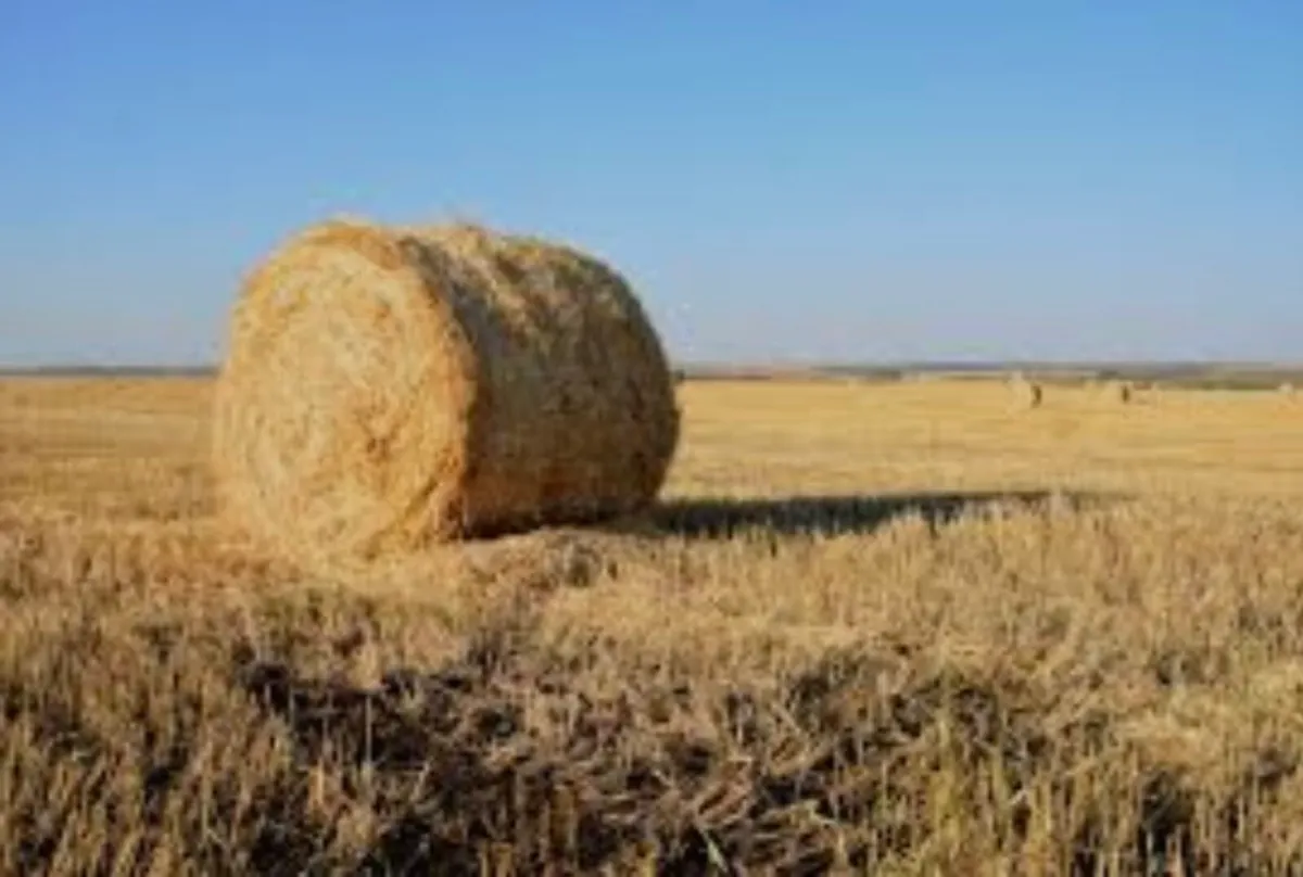 Straw - Image 1