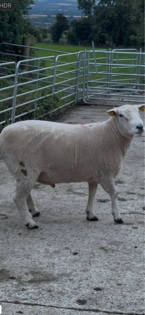 SIS Galway Rams - Image 1