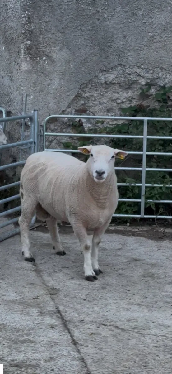 SIS Galway Rams - Image 2