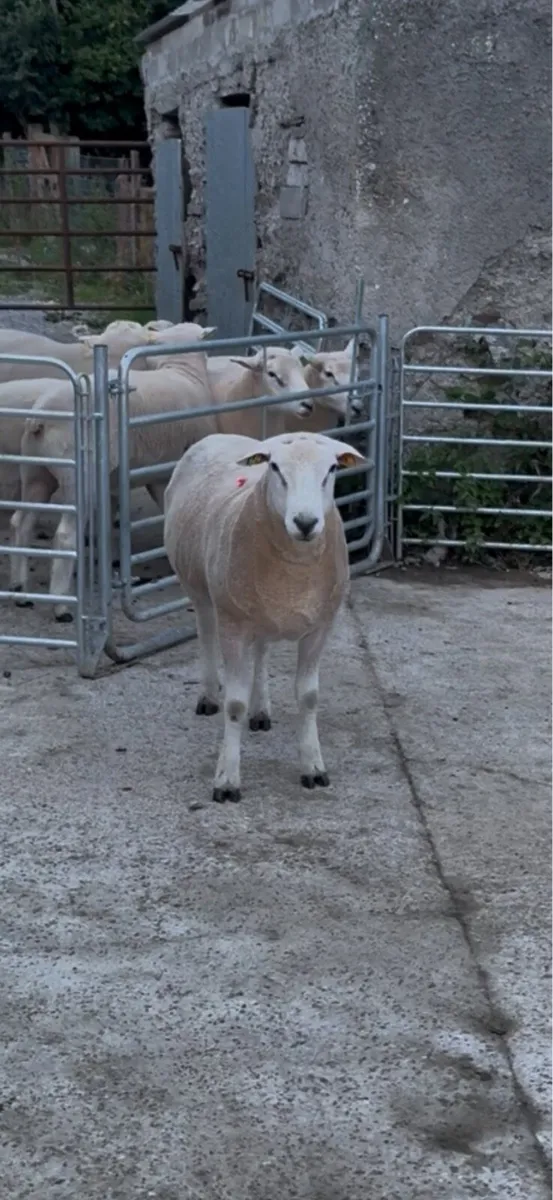 SIS Galway Rams - Image 3