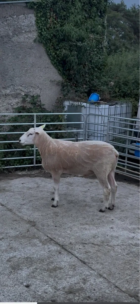 SIS Galway Rams - Image 4