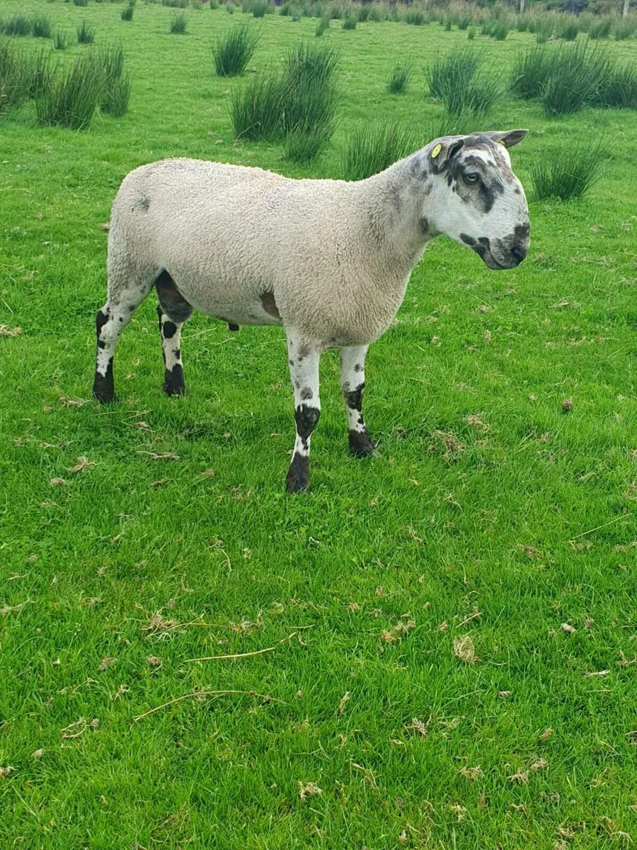 Bluefaced Leicester Ram - Image 2