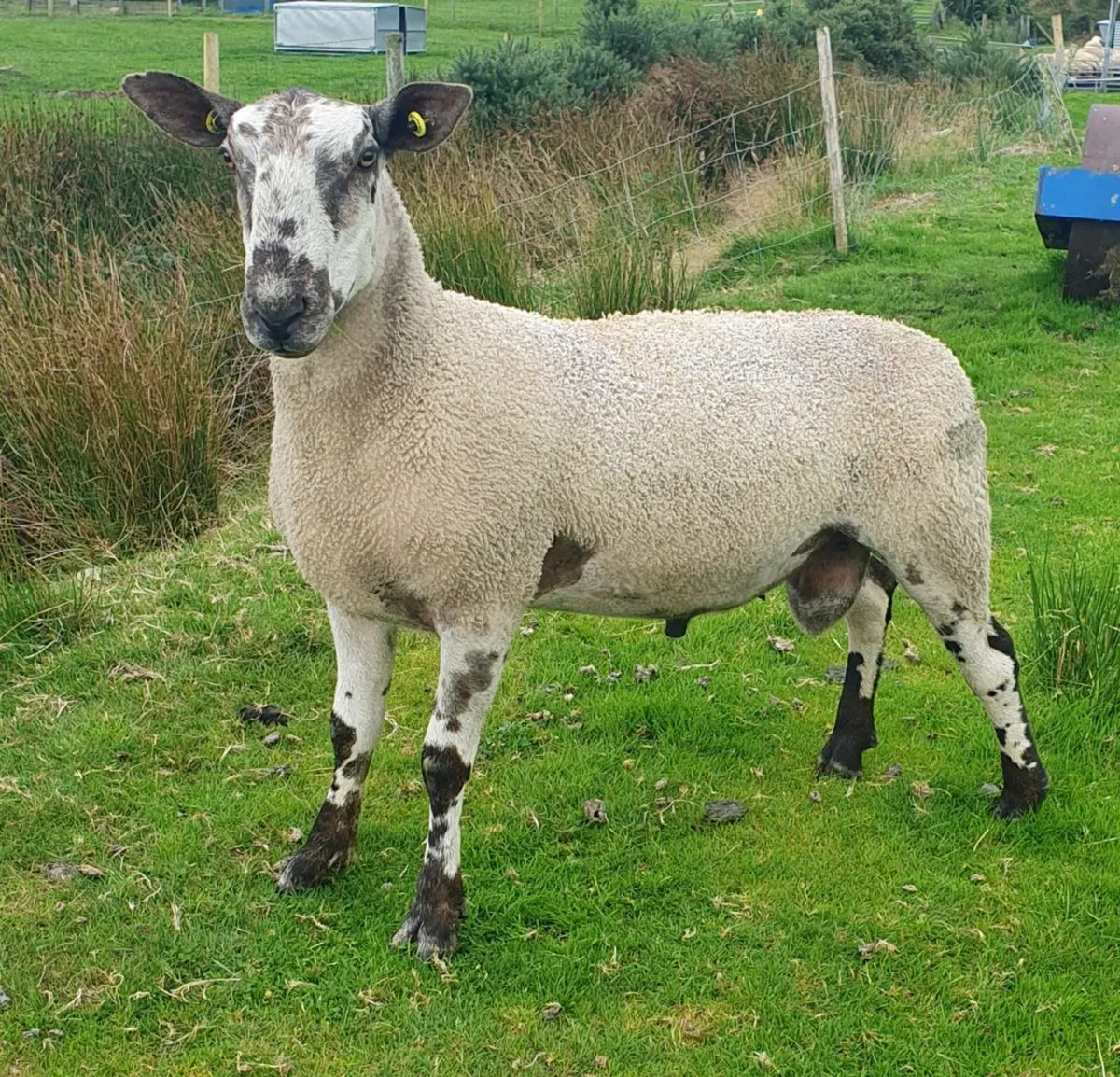 Bluefaced Leicester Ram - Image 3