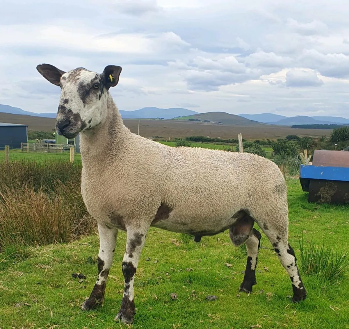 Bluefaced Leicester Ram - Image 1