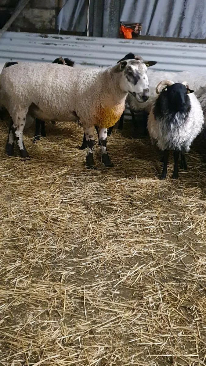 Bluefaced Leicester Ram - Image 4