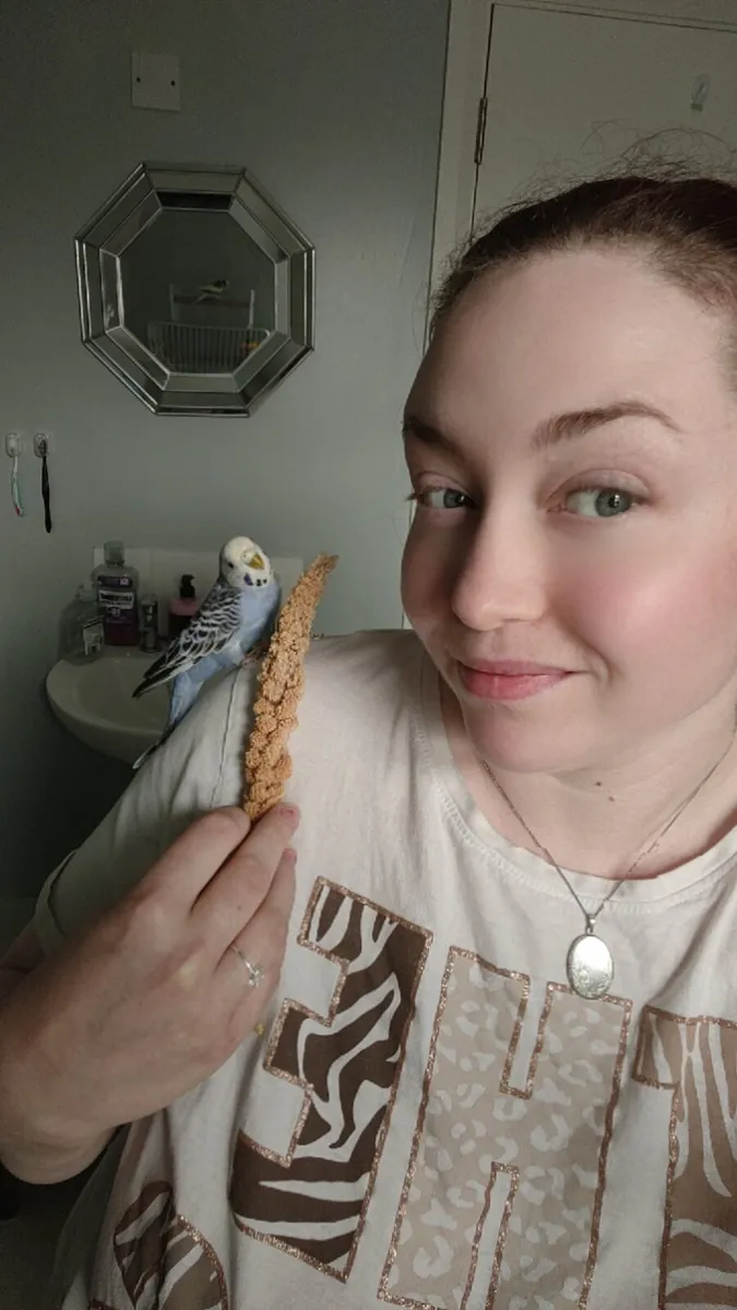 Budgie - Image 2