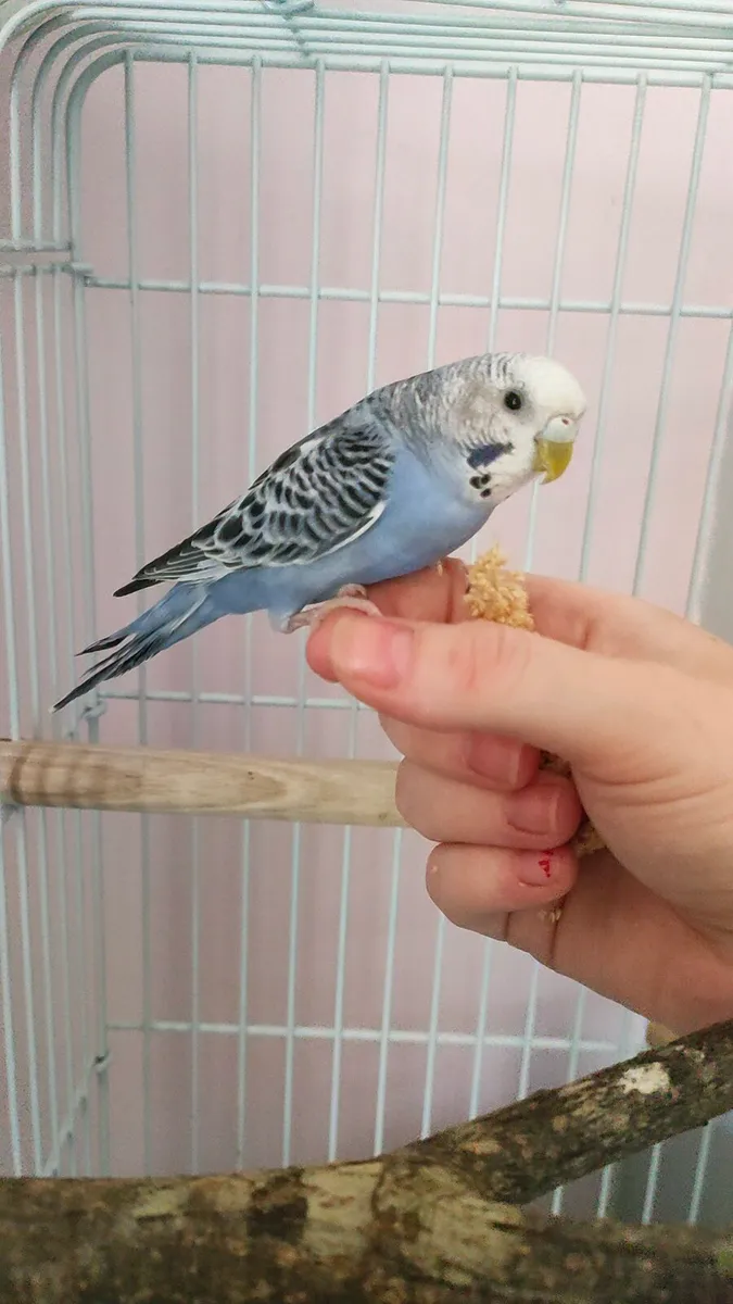 Budgie - Image 1