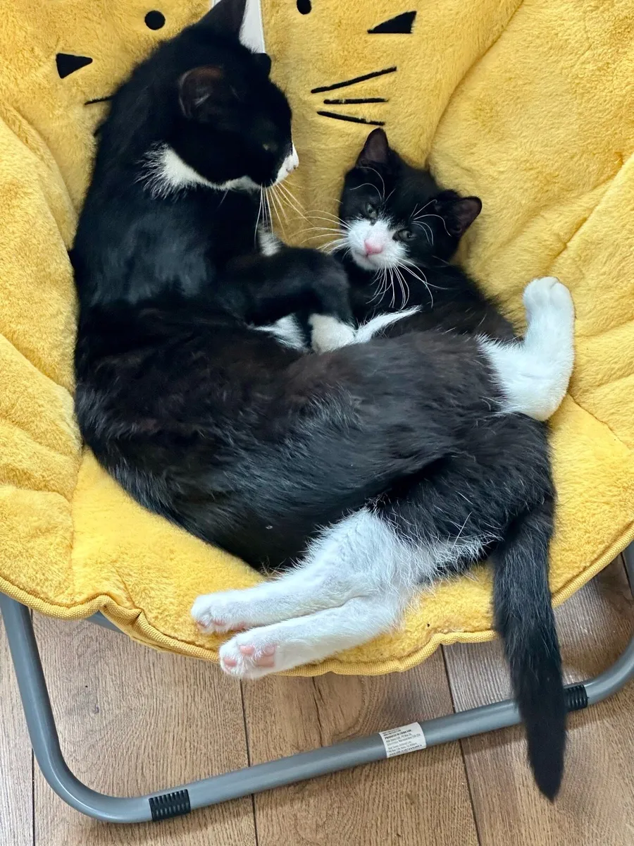 Kittens - Image 4