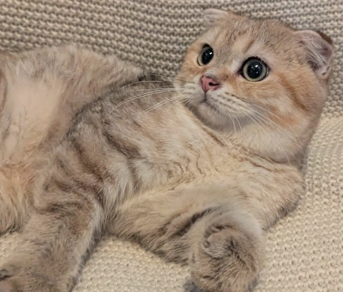 Golden Chinchilla Scottish fold - Image 3