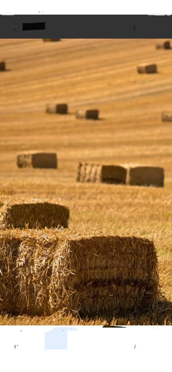 Spring barley straw 8×4×3 squares and round bales - Image 1