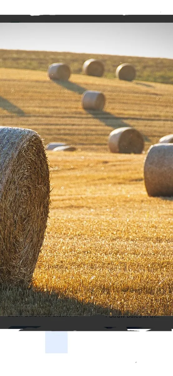 Spring barley straw 8×4×3 squares and round bales - Image 2