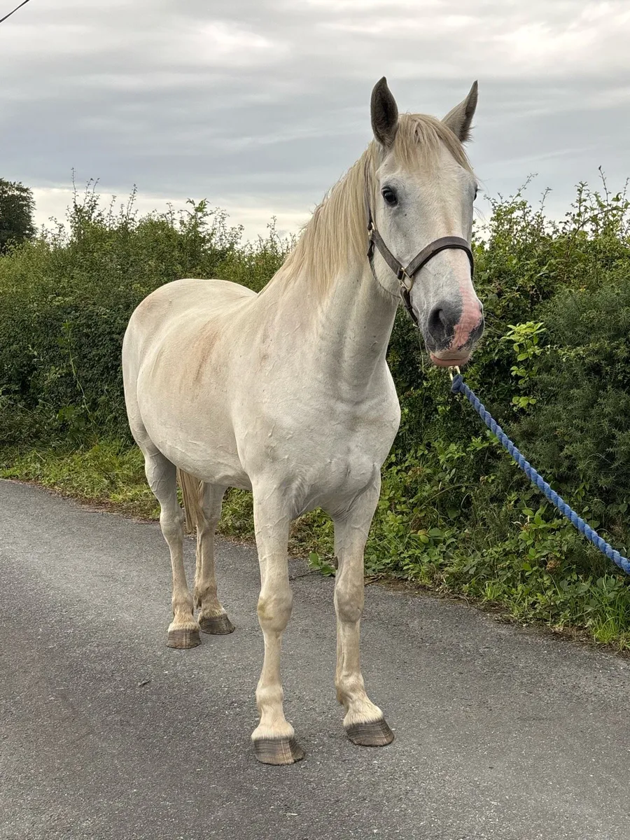 Mare scanned in foal - Image 1