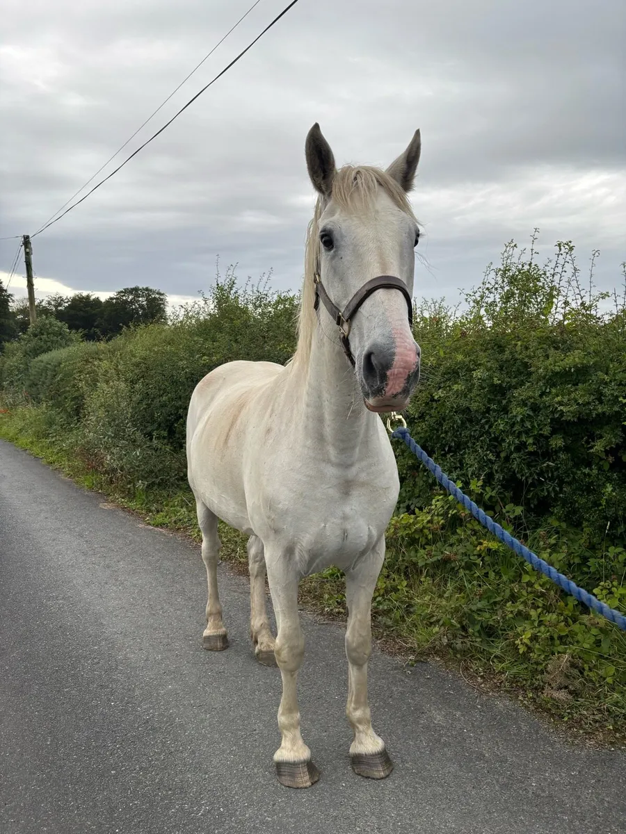 Mare scanned in foal - Image 4